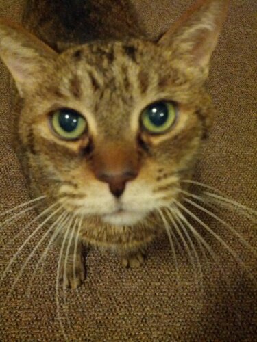 sir fitch