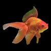 goldiePond